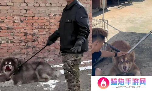 训狗一哥潘宏又出事，要求主人签“天价合同”，网友：这波站潘宏